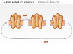 0614 ligand gated ion channels medical images for powerpoint