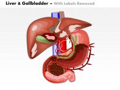 0614 liver and gallbladder in humna body medical images for powerpoint