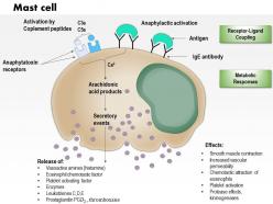 0614 mast cell immune system medical images for powerpoint