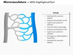 0614 microvasculature medical images for powerpoint