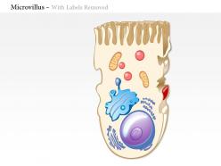 0614 microvillus biology medical images for powerpoint