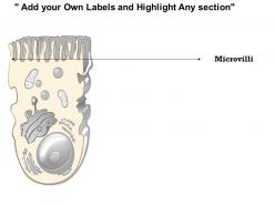 0614 microvillus biology medical images for powerpoint
