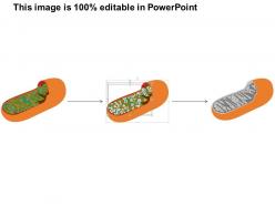 0614 mitochondrion biology medical images for powerpoint