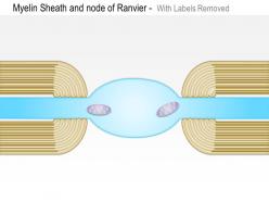 0614 myelin sheath and node of ranvier medical images for powerpoint