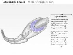 0614 myelinated sheath medical images for powerpoint