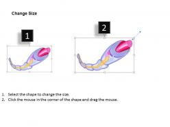 0614 myelinated sheath medical images for powerpoint