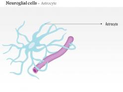 0614 neuroglial cells astrocyte medical images for powerpoint