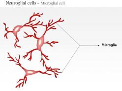 0614 neuroglial cells microglia medical images for powerpoint