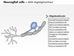 0614 neuroglial cells oligodendrocyte medical images for powerpoint
