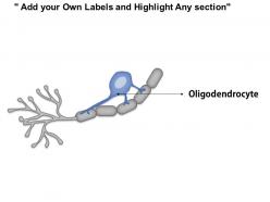 0614 neuroglial cells oligodendrocyte medical images for powerpoint