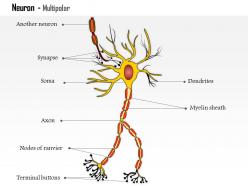 0614 neuron multipolar medical images for powerpoint