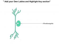 0614 neuron pseudounipolar medical images for powerpoint