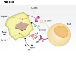 0614 nk cell immune medical images for powerpoint