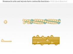 0614 nonmuscle actin and myosin have contractile functions medical images for powerpoint