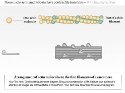 0614 nonmuscle actin and myosin have contractile functions medical images for powerpoint