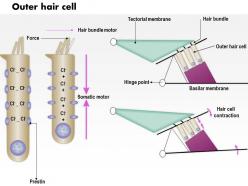0614 outer hair cell medical images for powerpoint