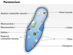 0614 paramecium biology medical images for powerpoint