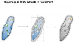 0614 paramecium biology medical images for powerpoint