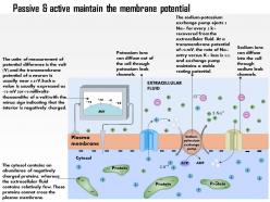 0614 passive and active fluxes maintain the resting membrane potential medical images for powerpoint