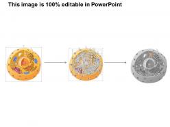 0614 plasma cell immune system medical images for powerpoint