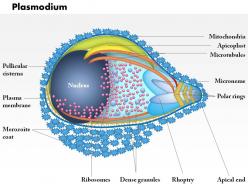 0614 plasmodium medical images for powerpoint