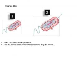0614 prokaryotic cell structure medical images for powerpoint