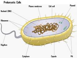 0614 prokaryotic cells biology medical images for powerpoint