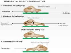 0614 protrusion in a motile cell medical images for powerpoint