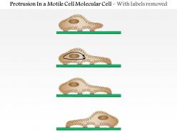 0614 protrusion in a motile cell medical images for powerpoint