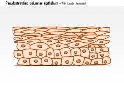 0614 pseudostratified columnar epithelium medical images for powerpoint