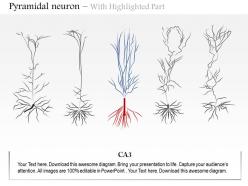 0614 pyramidal neuron medical images for powerpoint