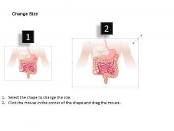 31425875 style medical 1 digestive 1 piece powerpoint presentation diagram infographic slide