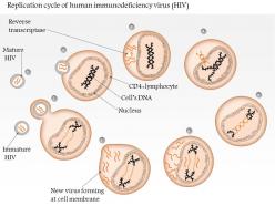 0614 replication cycle of human immunodeficiency virus hiv medical images for powerpoint