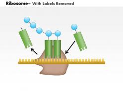 0614 ribosome medical images for powerpoint