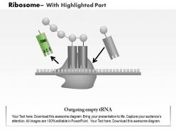 0614 ribosome medical images for powerpoint