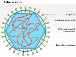 0614 rubella virus medical images for powerpoint