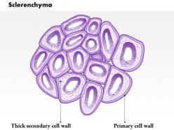 0614 sclerenchyma biology medical images for powerpoint