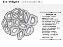 0614 sclerenchyma biology medical images for powerpoint