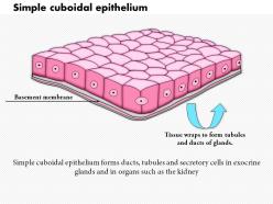 0614 simple cuboidal epithelium medical images for powerpoint