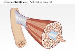 0614 skeletal muscle cell medical images for powerpoint
