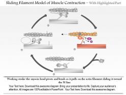 0614 sliding filament model of muscle contraction medical images for powerpoint