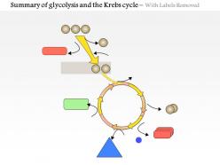 0614 summary of glycolysis and the krebs cycle medical images for powerpoint