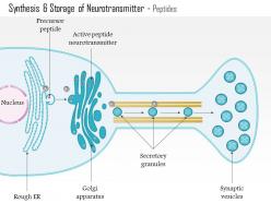0614 synthesis and storage of neurotransmitter peptides medical images for powerpoint