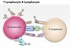 0614 t lymphocyte b lymphocyte medical images for powerpoint