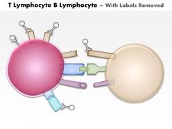0614 t lymphocyte b lymphocyte medical images for powerpoint