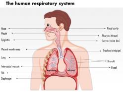 0614 the human respiratory system medical images for powerpoint