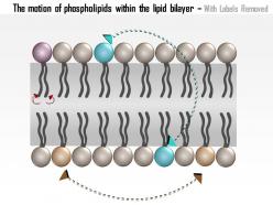 0614 the motion of phospholipids within the lipid bilayer medical images for powerpoint