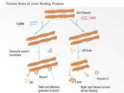 0614 various roles of actin binding proteins medical images for powerpoint