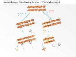 0614 various roles of actin binding proteins medical images for powerpoint