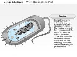 0614 vibrio cholerae medical images for powerpoint